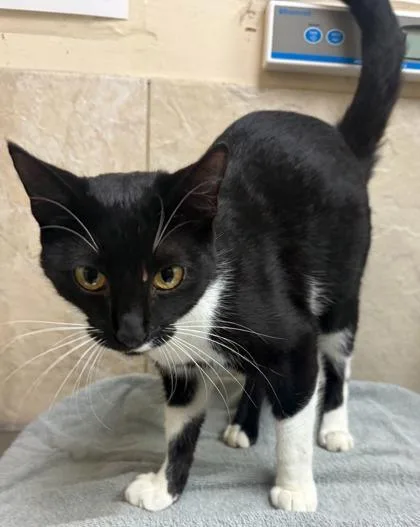 A young small-sized male Domestic Short Hair cat named Cheerio for adoption in Honolulu, HI