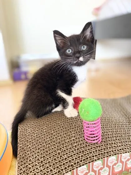 Cheerio thumbnail 3