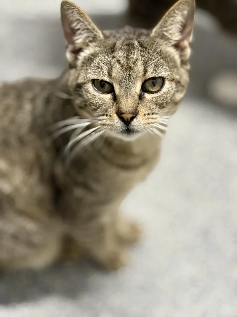 Lil Jesus thumbnail 2