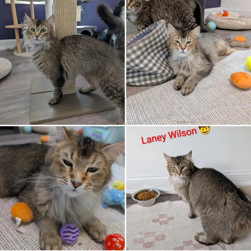A young medium-sized female Tabby (Buff / Tan / Fawn) Maine Coon cat named Laney Wilson for adoption in Cincinnati, OH