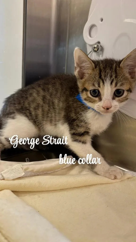 George Strait