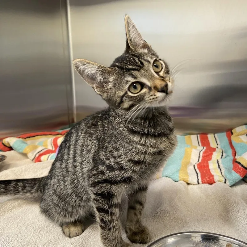 A baby small-sized male Brown / Chocolate Domestic Short Hair cat named Noggin for adoption in Washington Township, OH