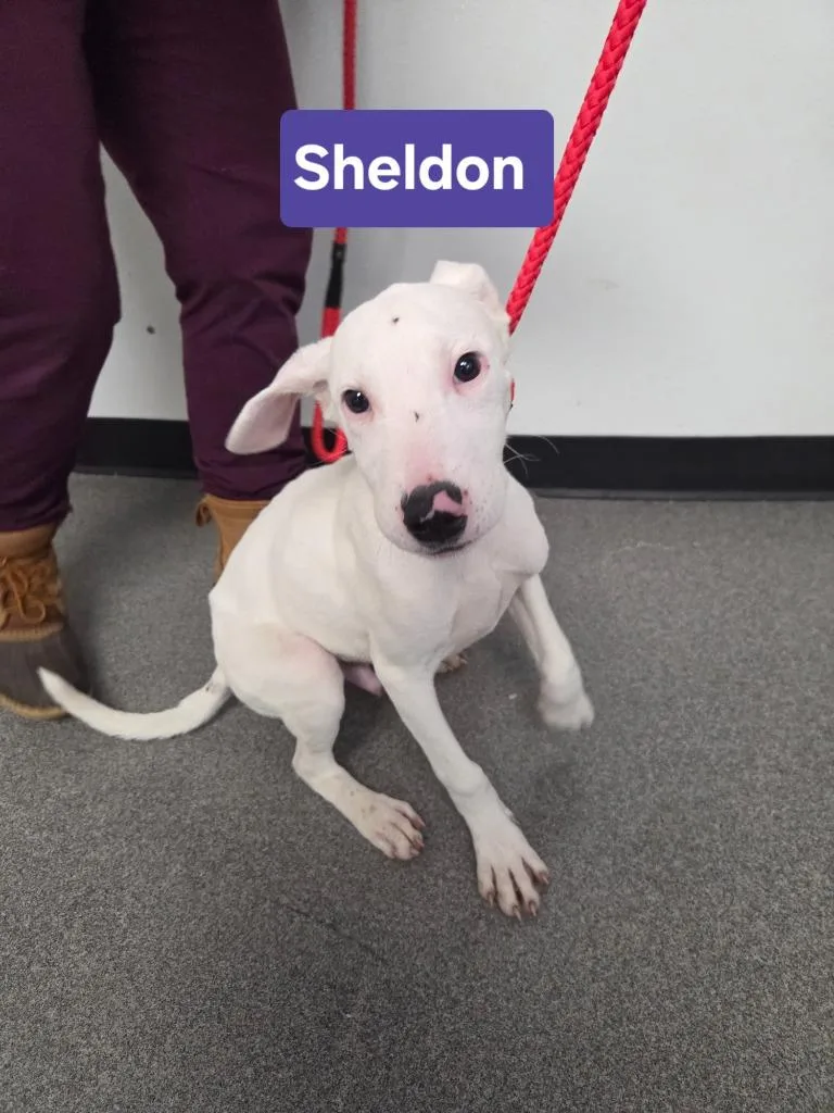 A baby large-sized male Labrador Retriever dog named Sheldon for adoption in Lunenburg, VT