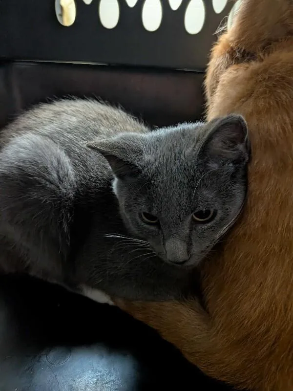 A young small-sized male Gray / Blue / Silver Domestic Short Hair cat named Orchard for adoption in Cincinnati, OH