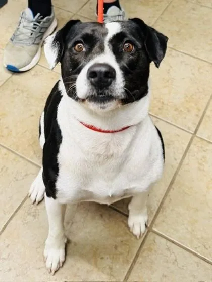 An adult medium-sized female Mixed Breed dog named Doughiechloe for adoption in Covington, LA