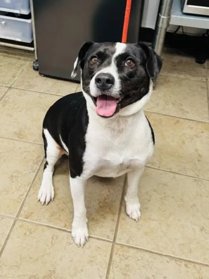 Doughiechloe thumbnail 2