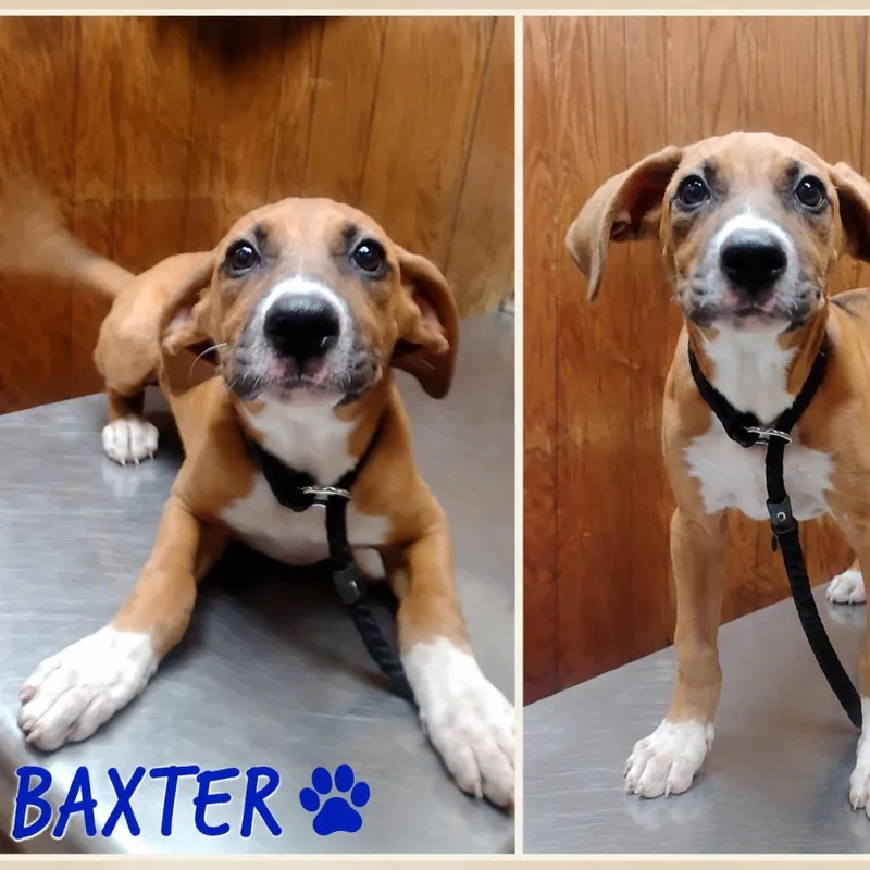 Baxter thumbnail 3