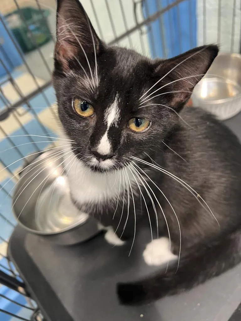 A young medium-sized female Black & White / Tuxedo Domestic Short Hair cat named Lark for adoption in Berryville, VA