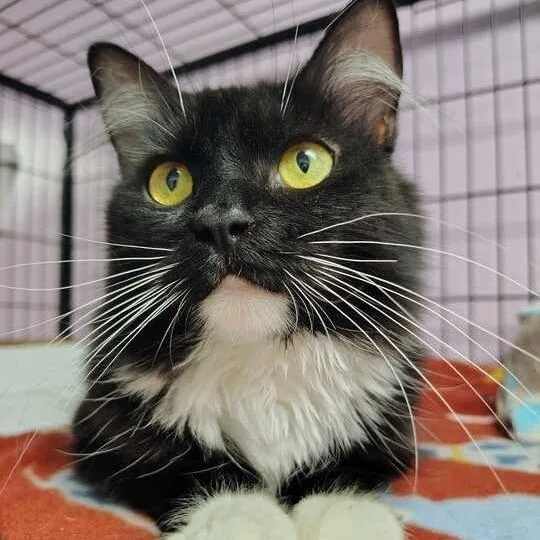 A young medium-sized female Black Domestic Medium Hair cat named Bashley for adoption in Davenport, IA
