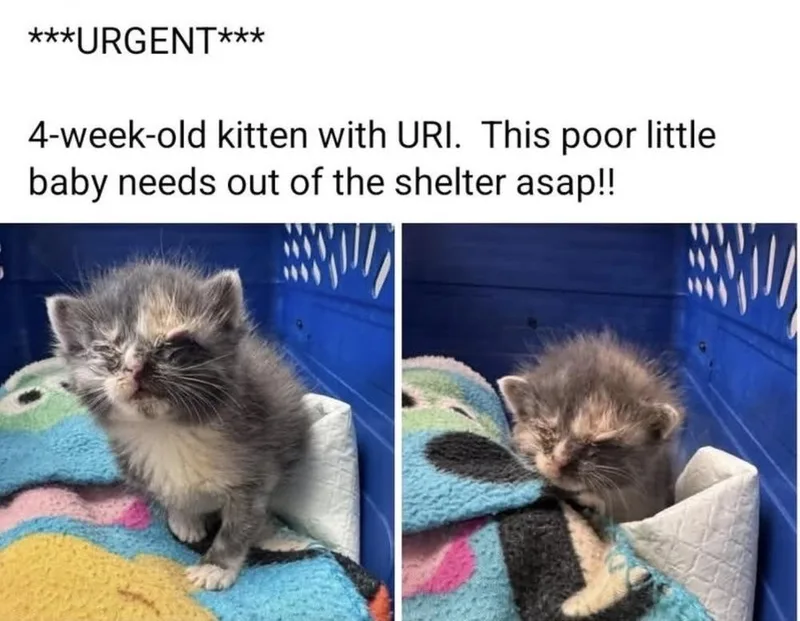 A baby small-sized female Domestic Short Hair cat named Simone Biles for adoption in Lake Wylie, SC