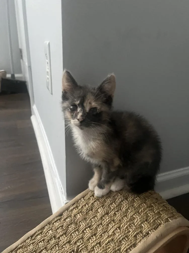 Simone Biles thumbnail 2