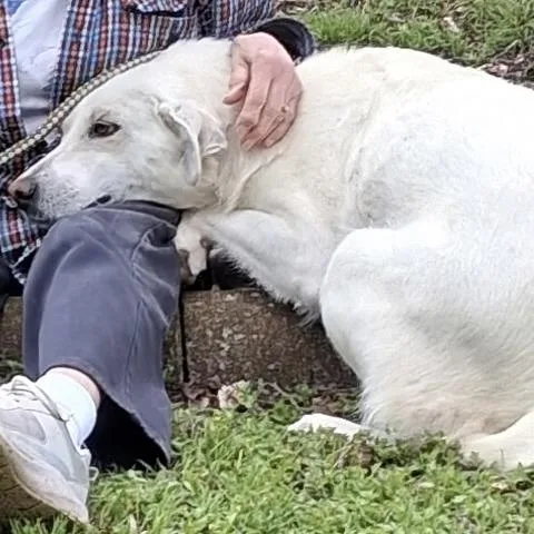 An adult medium-sized female Yellow / Tan / Blond / Fawn Yellow Labrador Retriever dog named Beauty for adoption in Calverton, NY