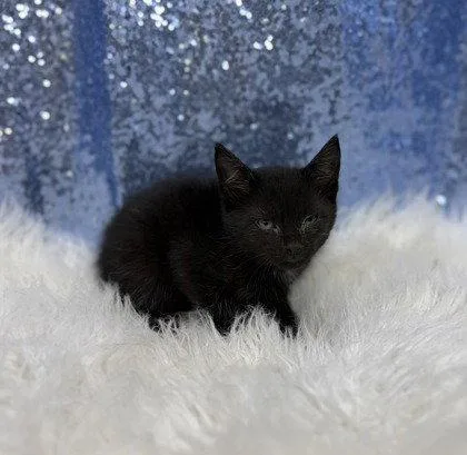 A young medium-sized male Black Domestic Short Hair cat named Miller for adoption in Clarkesville, GA