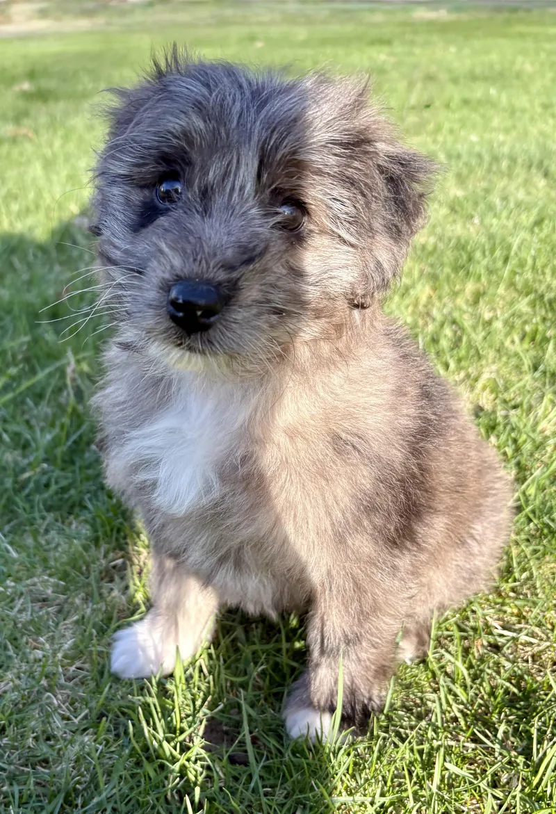 A baby small-sized female Black Shetland Sheepdog / Sheltie dog named Gracey for adoption in Chesterfield, MI