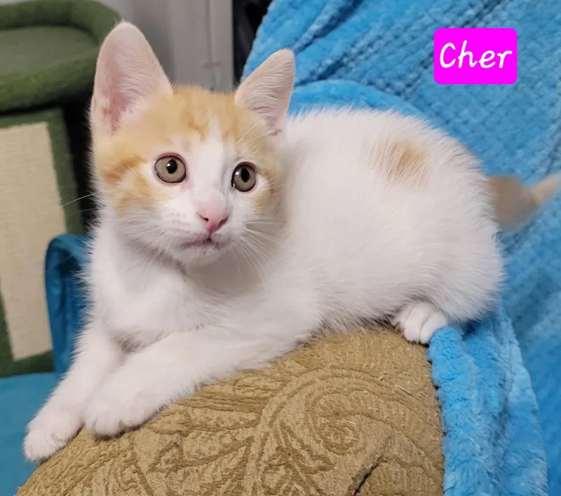 Cher thumbnail 3