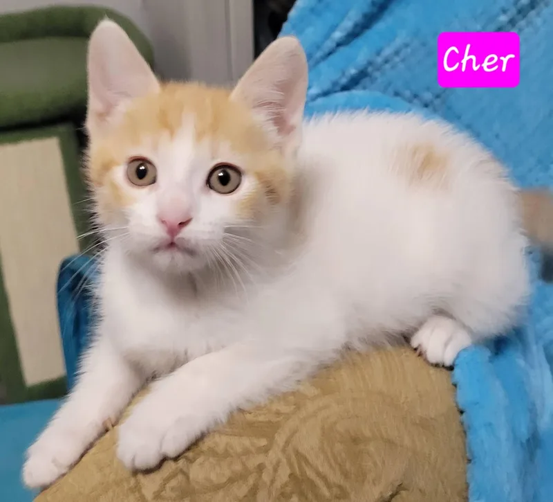 Cher thumbnail 4
