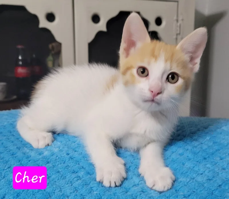 Cher thumbnail 5
