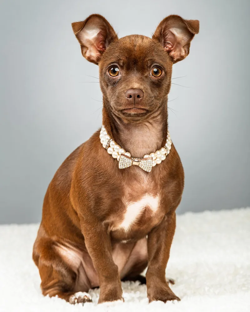 A baby small-sized female Brown / Chocolate Chihuahua dog named Avery  Puppy for adoption in Plano, TX