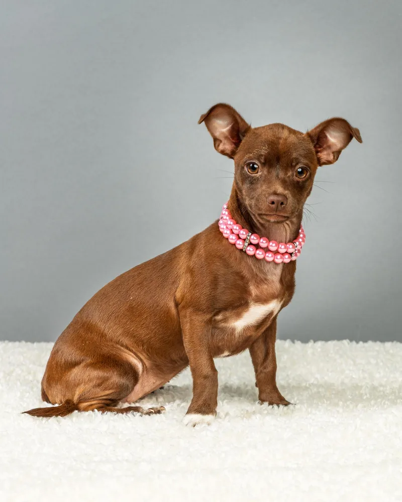 Avery  Puppy thumbnail 2
