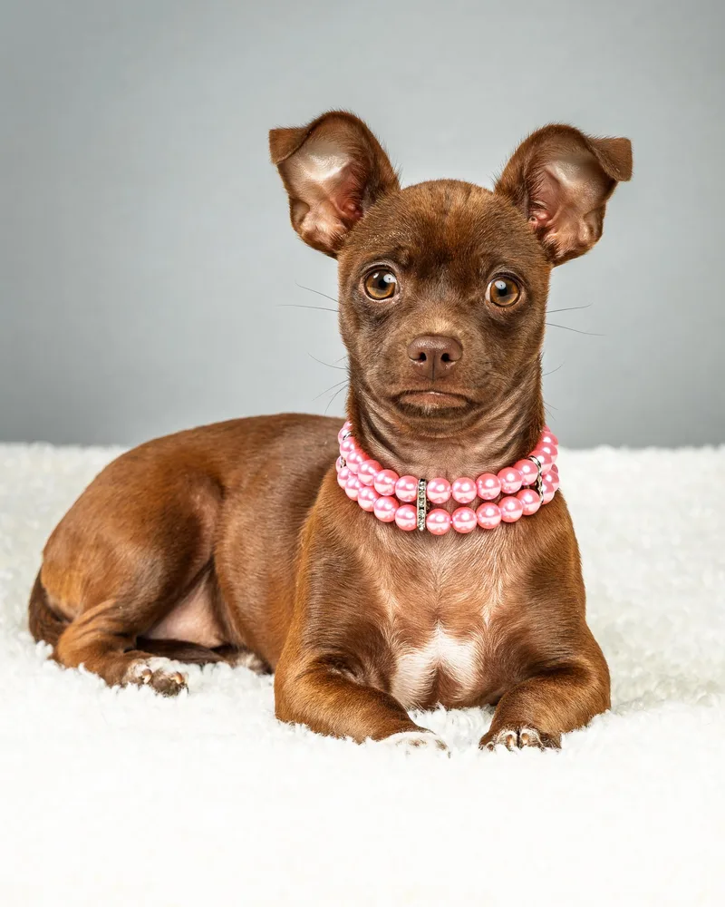 Avery  Puppy thumbnail 6