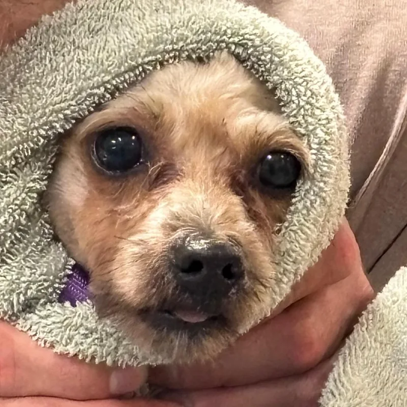An adult small-sized male Brown / Chocolate Mixed Breed dog named Beef for adoption in Jacksonville, FL
