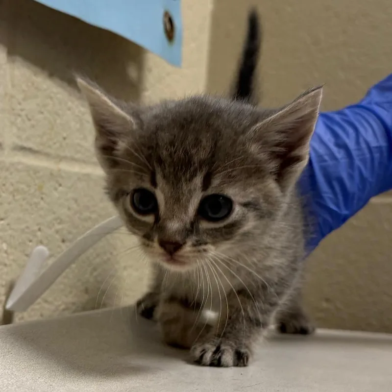 A baby small-sized male Gray / Blue / Silver Domestic Short Hair cat named Tuna Melt for adoption in Milton, FL