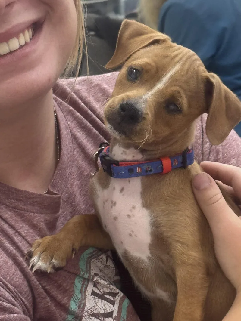 A baby small-sized male Yellow / Tan / Blond / Fawn Chihuahua dog named Bucket for adoption in Sonora, CA