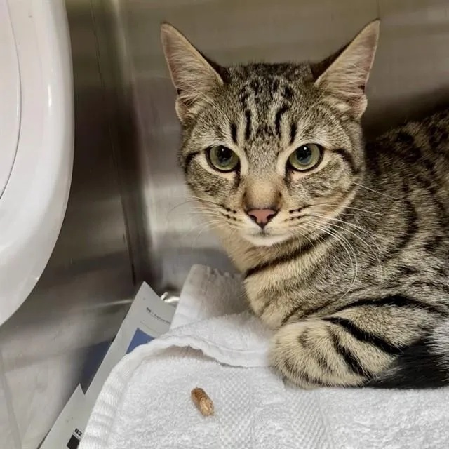 A young small-sized male Domestic Short Hair cat named Toast for adoption in Alameda, CA