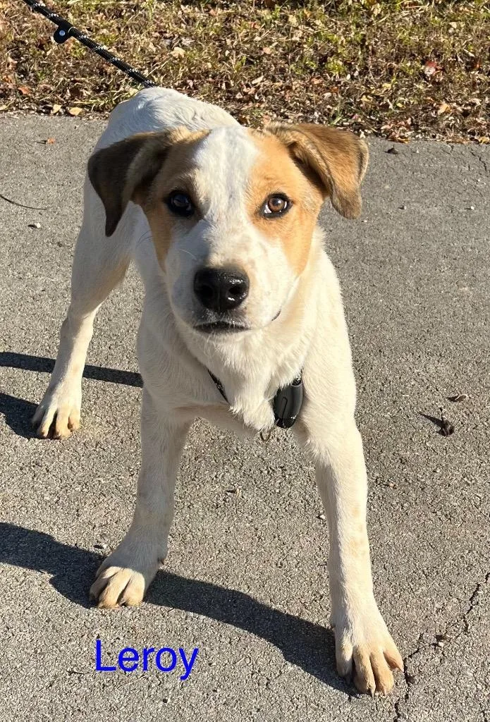 Leroy