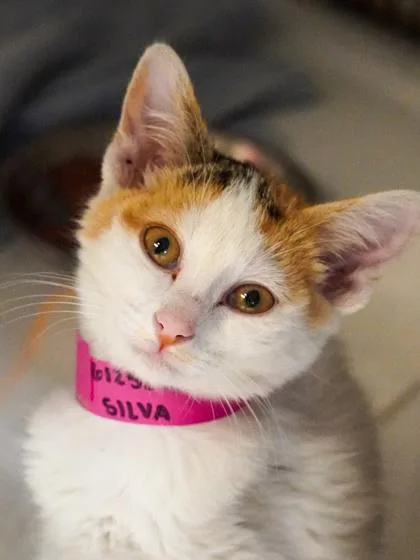 A young small-sized female Domestic Short Hair cat named Silva for adoption in Phoenix, AZ