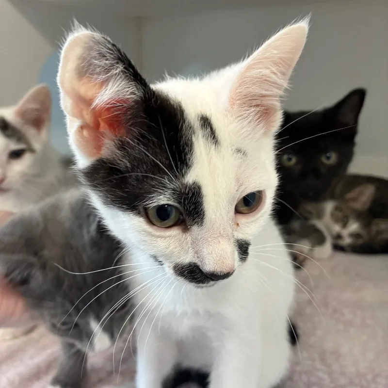 A baby small-sized male Gray / Blue / Silver Domestic Medium Hair cat named Yarn for adoption in Greensboro, NC
