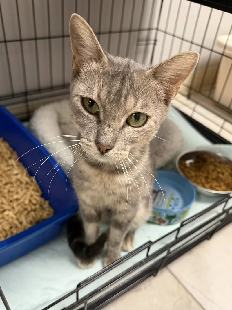 A young medium-sized female Domestic Short Hair cat named Munro for adoption in Satellite Beach, FL