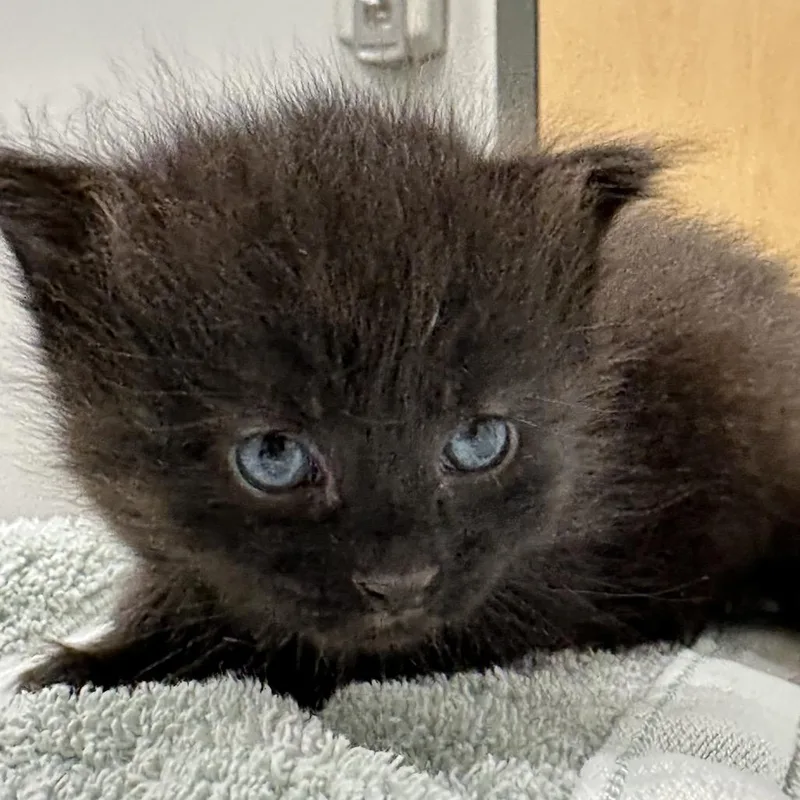 A baby small-sized female Black Domestic Short Hair cat named Zooble for adoption in Jacksonville, FL