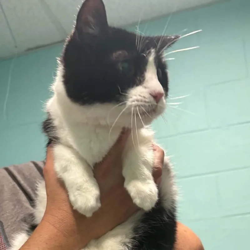 A senior medium-sized female Black Domestic Short Hair cat named Murphy for adoption in Gordonsville, TN