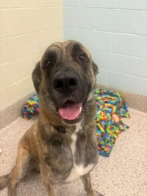 A young extra large-sized male Great Dane dog named Marius for adoption in Brighton, CO