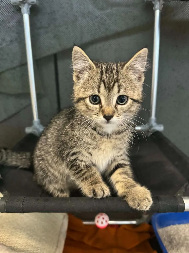 A baby medium-sized female Domestic Short Hair cat named Pawberta for adoption in Marion, OH
