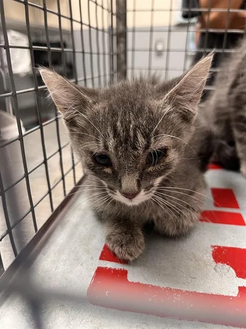 A baby small-sized female Domestic Short Hair cat named Jenn for adoption in Las Vegas, NV
