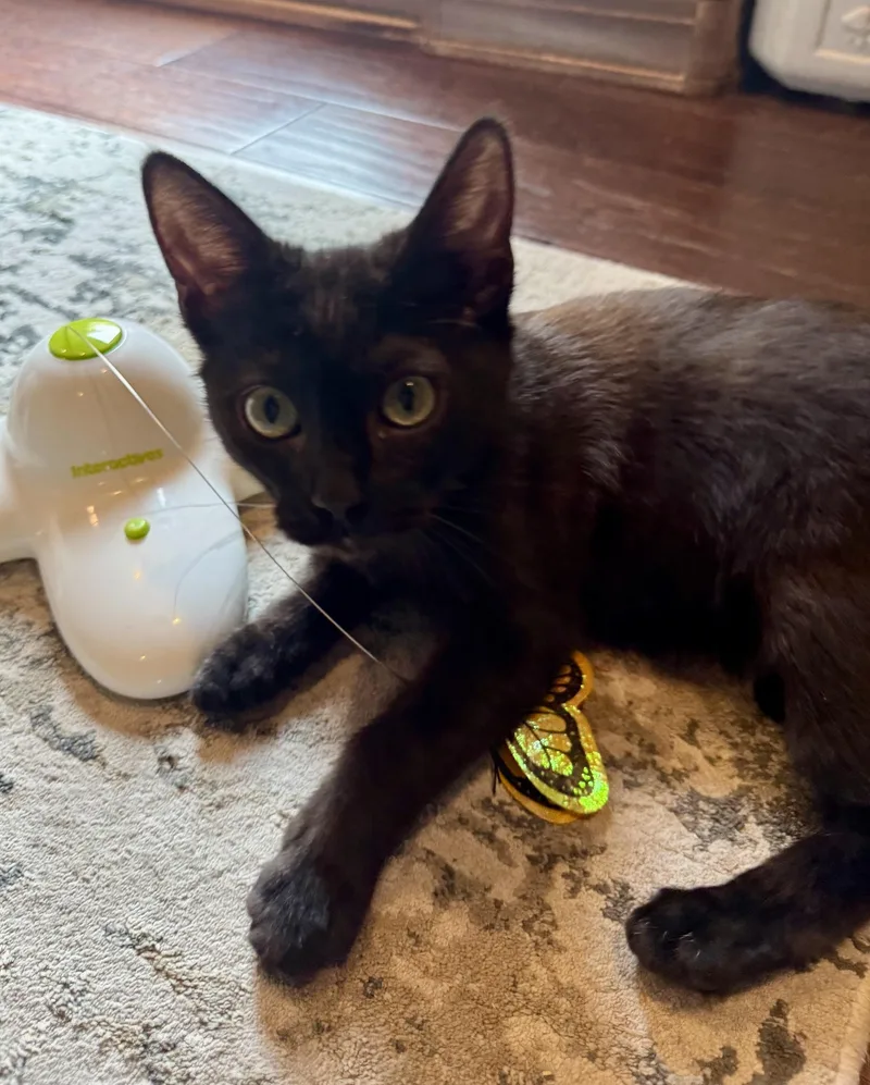 A baby medium-sized male Black Domestic Short Hair cat named Ziki for adoption in Albuquerque, NM