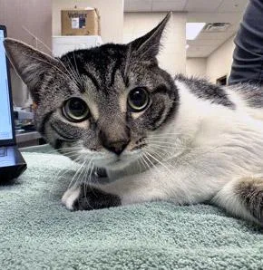 An adult medium-sized male Domestic Short Hair cat named Clancy for adoption in Fishers, IN
