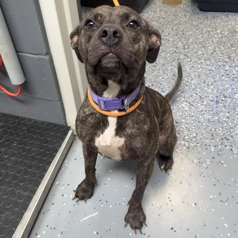 An adult medium-sized female Brindle Pit Bull Terrier dog named Eva for adoption in Tuscaloosa, AL