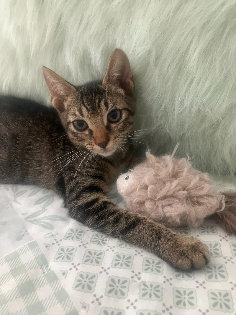 A baby medium-sized male Brown / Chocolate Domestic Short Hair cat named Pecan for adoption in Oviedo, FL