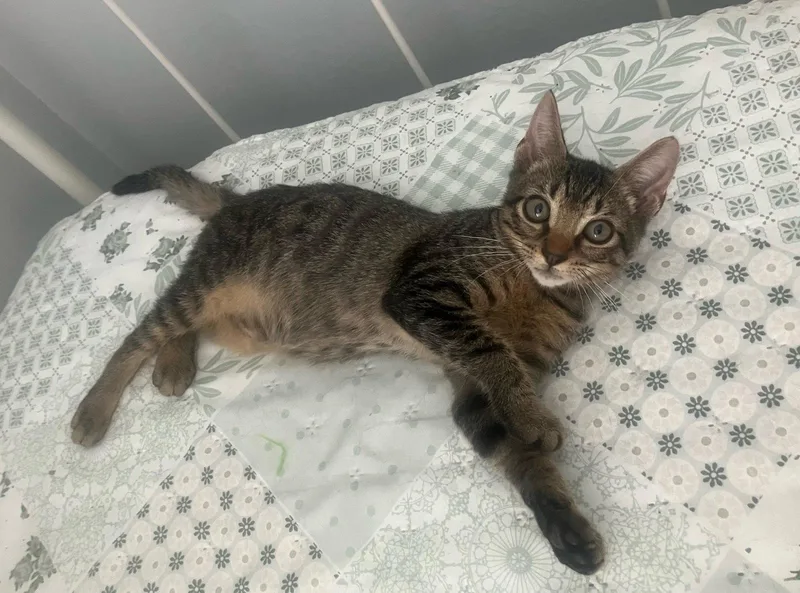 Pecan thumbnail 3