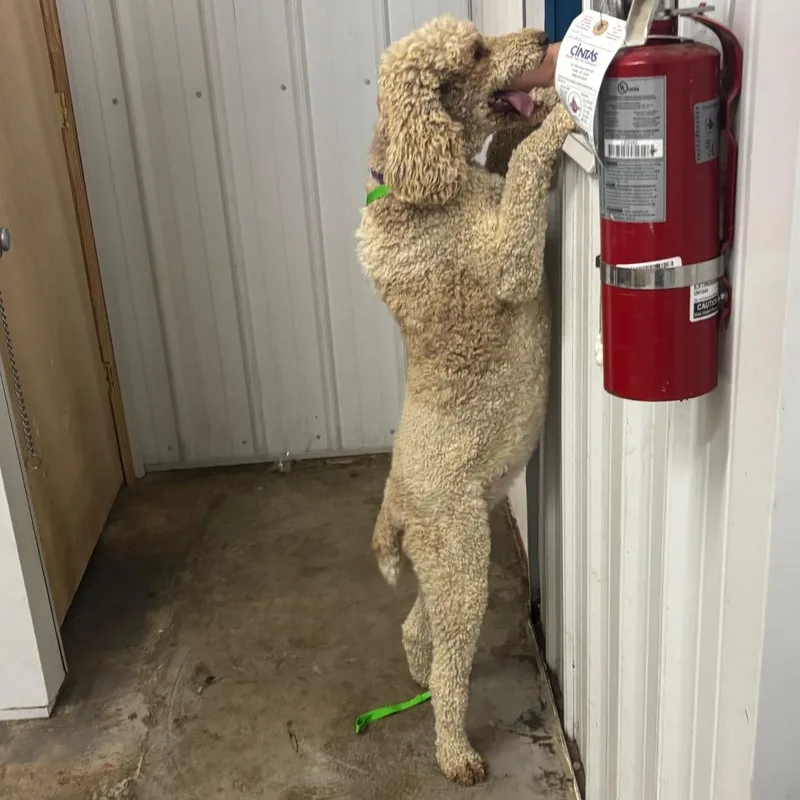 An adult small-sized female Standard Poodle dog named Tilly for adoption in Corbin, KY