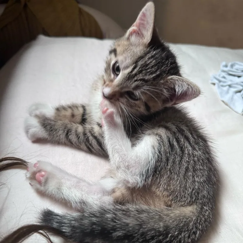 A baby small-sized female Brown / Chocolate Domestic Short Hair cat named Brawny for adoption in New York, NY