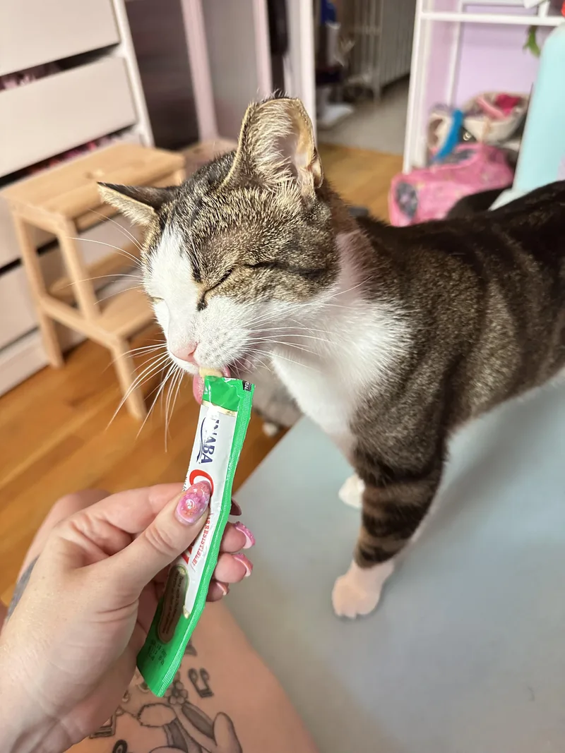 A young medium-sized male Tabby (Buff / Tan / Fawn) Domestic Short Hair cat named Roscoe for adoption in brooklyn, NY