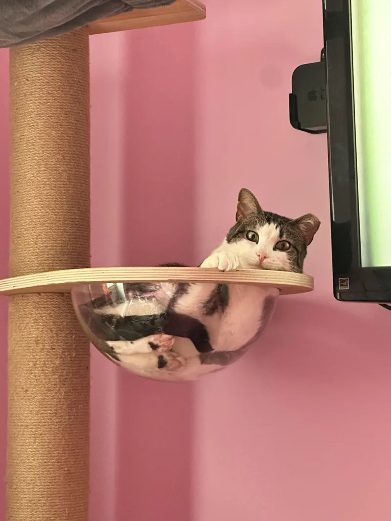 Roscoe thumbnail 7