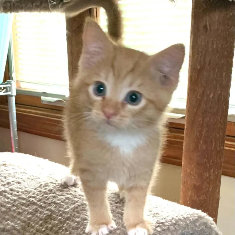 A baby small-sized male Orange / Red Domestic Short Hair cat named Benji for adoption in DeKalb, IL