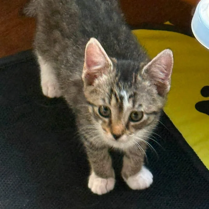 A baby medium-sized female Tabby (Brown / Chocolate) Domestic Short Hair cat named Phoebe for adoption in Greensboro, NC