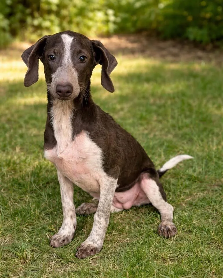 Dachshund Mixes thumbnail 2