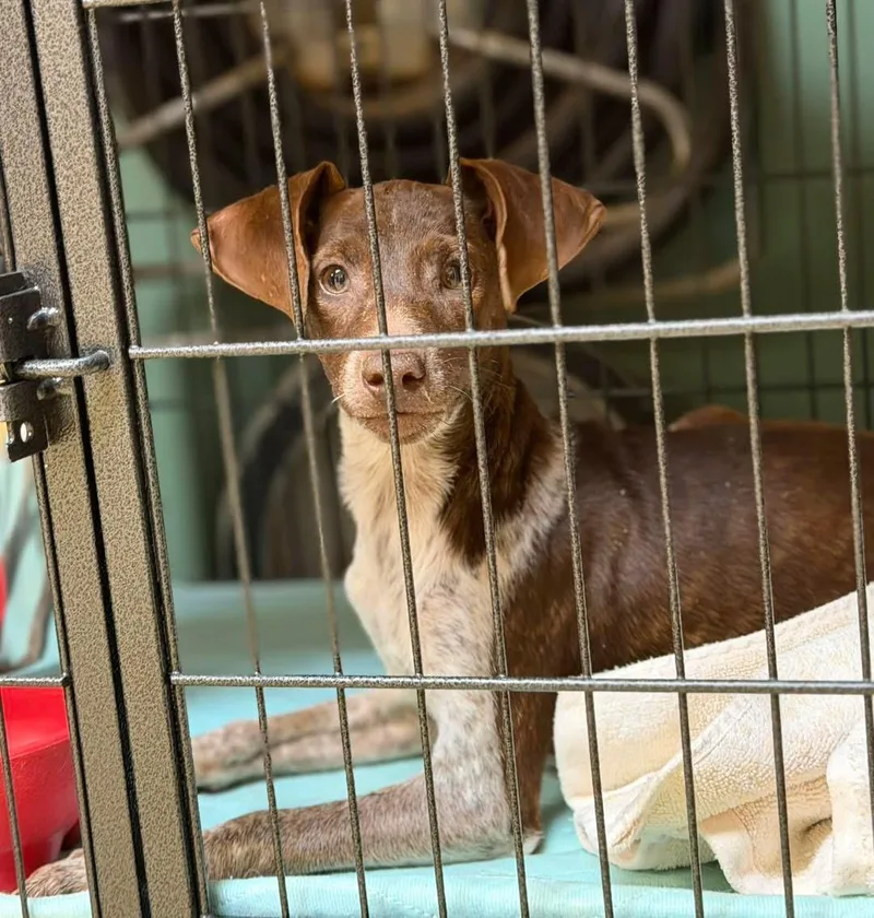 Dachshund Mixes thumbnail 3